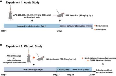 Astragalus polysaccharides ameliorate epileptogenesis, cognitive impairment, and neuroinflammation in a pentylenetetrazole-induced kindling mouse model